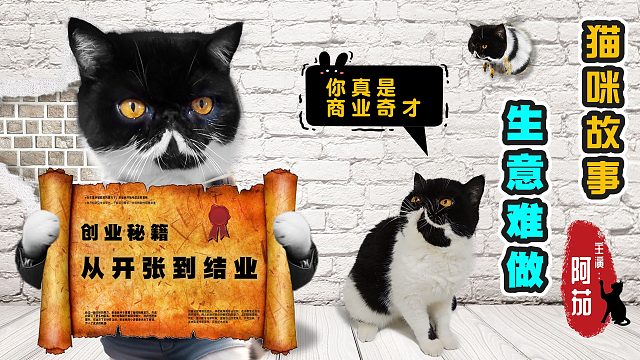 猫咪创业摆地摊，奈何生意难做