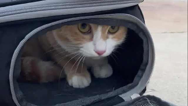 这猫有点社恐啊