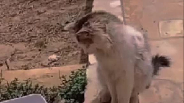 这弹跳力很强啊