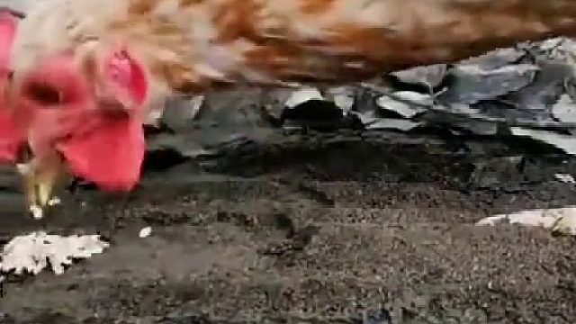 蚂蚁：你清高。你了不起