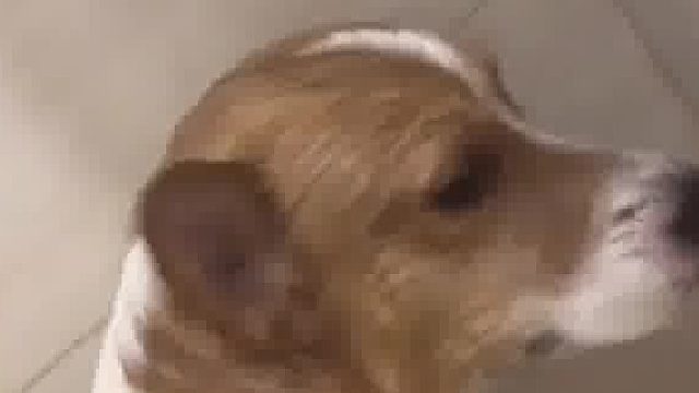 女子半夜睡不着给正在睡觉的狗子洗澡