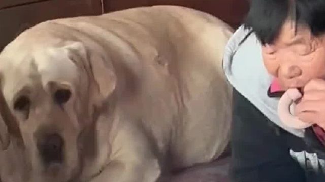 好幸福的一幕！奶奶和狗狗