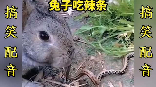 搞笑配音：一个比一个搞笑 这简直就是翻译