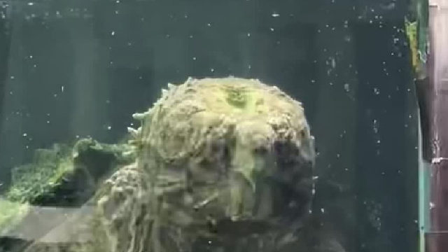 从硬币开始养的20年的大鳄鳄龟