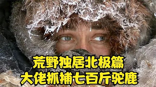 荒野独居北极篇：大佬抓十斤鳟鱼，还要狩猎七百斤驼鹿