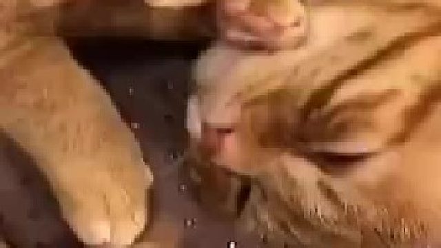 听，可爱的声音...