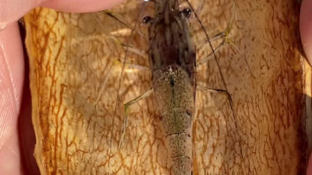 网友跃然脂上的手工作品真厉害！