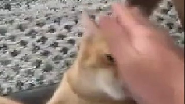 一开始拒绝摸摸，最后逐渐享受了起来