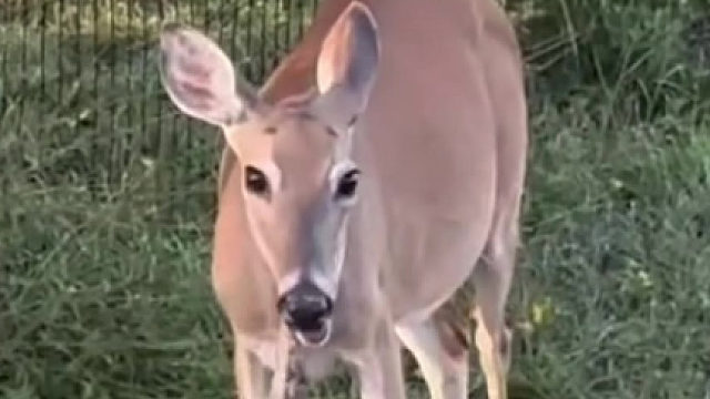 我记得鹿不是吃草的吗？怎么吃起蛇来了