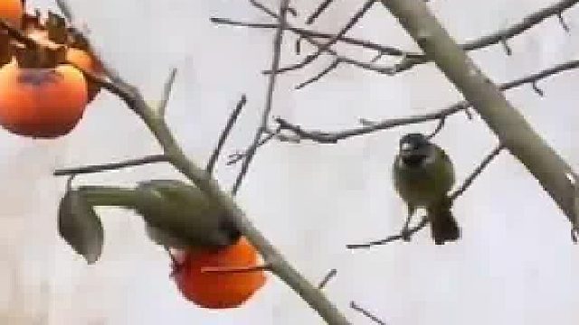 小鸟啄食枝头红柿，好似一幅灵动绝美画。“枝头柿子不摘尽，留与鸟儿过寒冬”