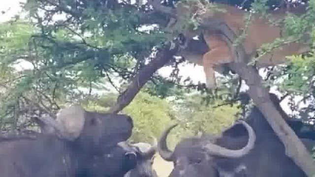 狮子被赶上树了？