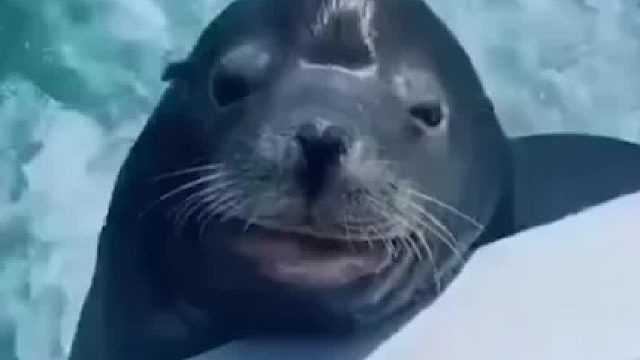 我觉得它们比我们潇洒健康