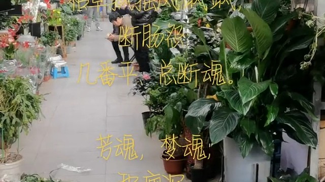 （ 双  调 ）   
汉宫秋“又到亡妻生日”