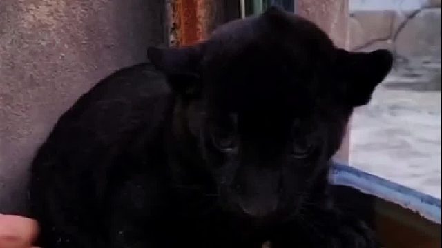 从小被宠坏的小黑豹却做了一个嫌弃俄罗斯大叔的动作，此后小家伙又多了一份常态化工作