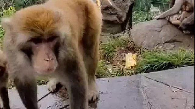 等下满山母猴遭殃了