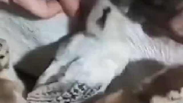 可爱的小鸡崽儿 ，能帮狗狗捉跳蚤