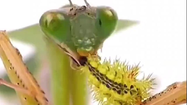 老螳，吃这个不扎嘴吗？