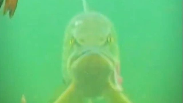 水下摄像机不经意间拍到的一幕。