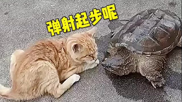 我咋觉得咬到了呢？