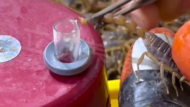 养蝎人的日常，采集蝎子毒素