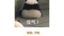熊猫：不是哥们，就知道笑，不知道搭把手啊