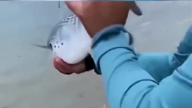 这哪里是放生 这分明是上菜