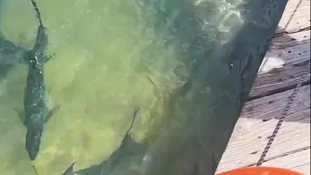 这玩意绝对肉质不好，要不然不会活的这么自在