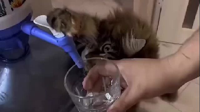 这智商比傻笑的不差啥