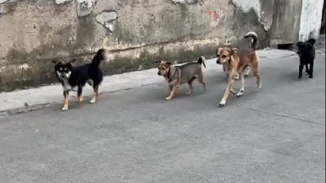 主人在外面碰到自家狗狗，洋洋洒洒地跑过去，丝毫没管一旁打招呼的主人