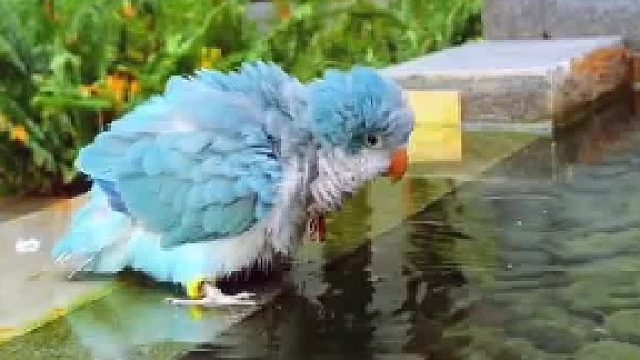 怎么喝着喝着就掉池子里了