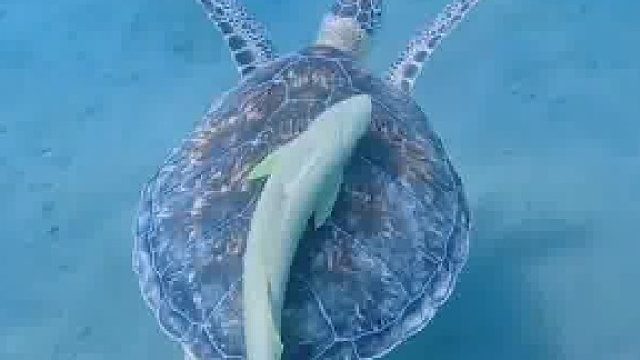 好和谐，很美好的样子。时间万物都能这般相处该多好