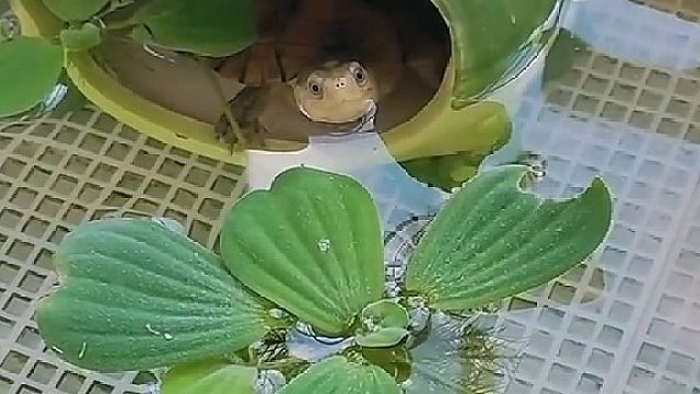 好可爱，水好干净