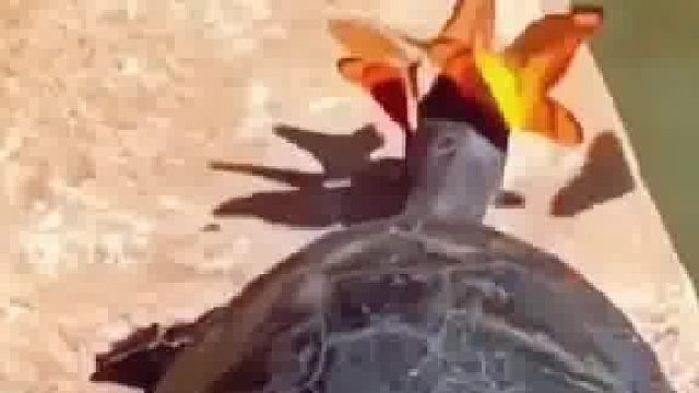 这龟龟上辈子情人真多