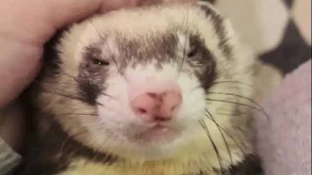 网友家的宠物貂最近极为异常经常发脾气哭闹，直到主人贴心的又带回来一只