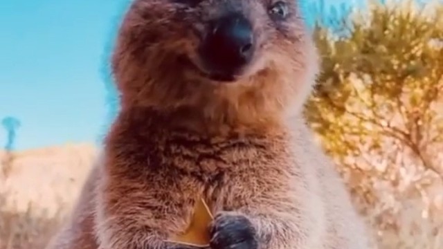 "爱微笑"的短尾矮袋鼠，身高不到60厘米，能跳1.5米高