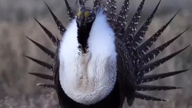 艾草松鸡雄性长着两个黄色的囊，求偶时充气鼓起吸引对方。