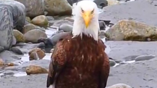 阿拉斯加的沙滩上，白头海雕悠哉悠哉的散步，看着小鸟们玩耍。