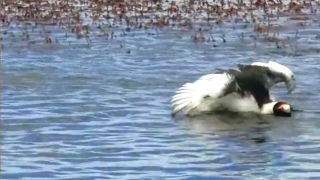 阿根廷鸊鷉是水鸟，栖息在南美洲，谈恋爱时会在水上跳舞。