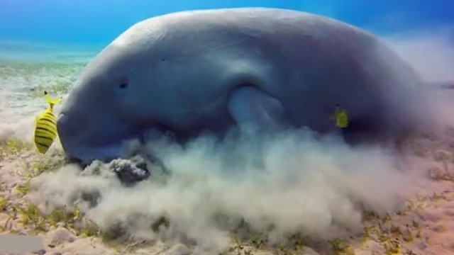 "美人鱼"儒艮在海底欢快吃草，小黄鱼在它身边环绕。