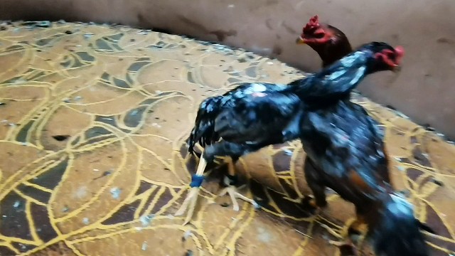 一水半拿下灰鸡