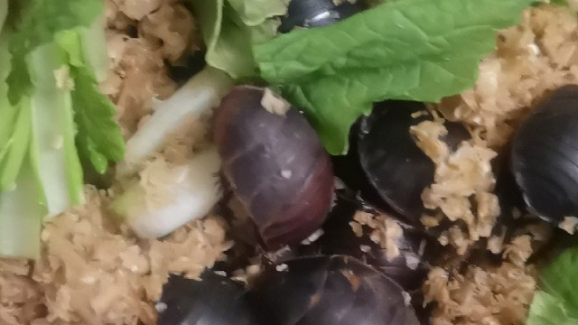 长春土鳖虫养殖