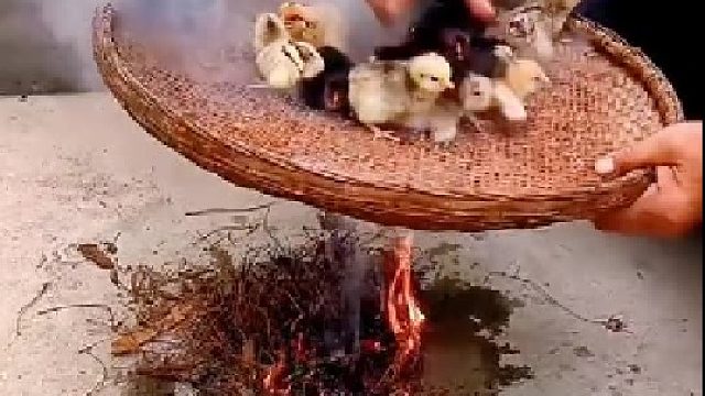 将小鸡放火上烟熏，奶奶的行为总充满了神秘感，会不会熟了