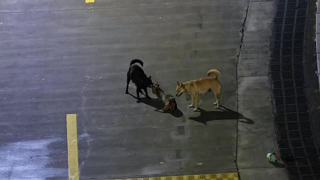 用相机记录下了昨晚发生的事