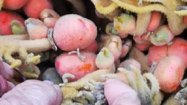 铁树开花、千载难逢，寓意长寿富贵、吉祥如意！ 拍摄者：“我从来没看见过”