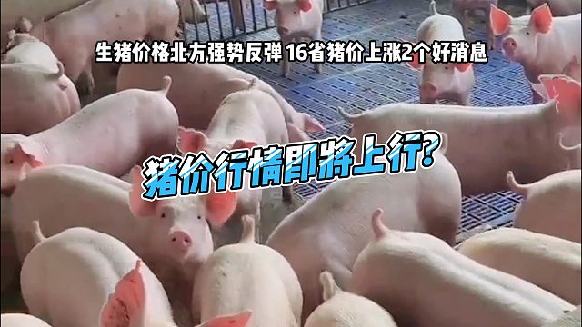 猪价北方强势反弹 16省猪价上涨！2个好消息 猪价即将上行？ 预计猪价有望迎来止跌上涨