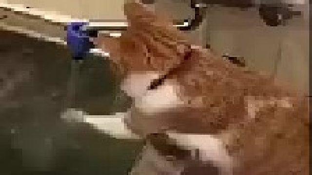 帮忙试水温的猫，好懂事！