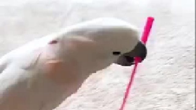 从来不把自己当个鸟