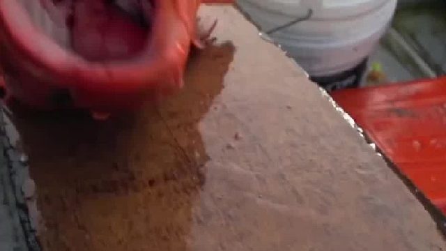 如何淹死一条鱼，被淹死之后的鱼还能吃吗，答案可能出乎你的意料03