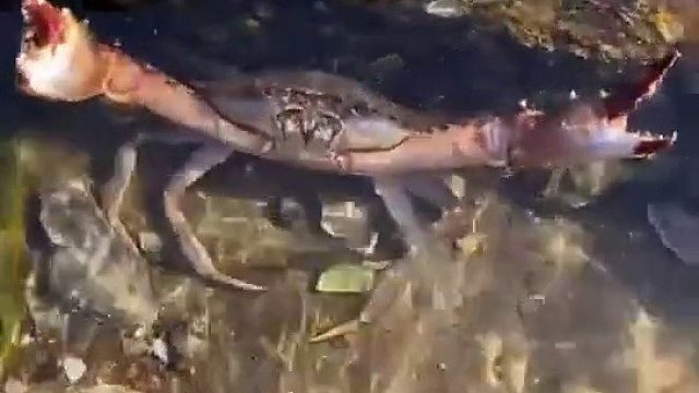 赶海猫人类一败涂地