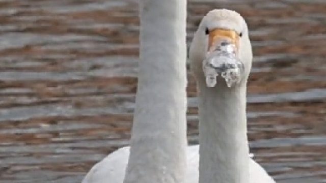 哈哈.....天鹅：谁给我禁言了